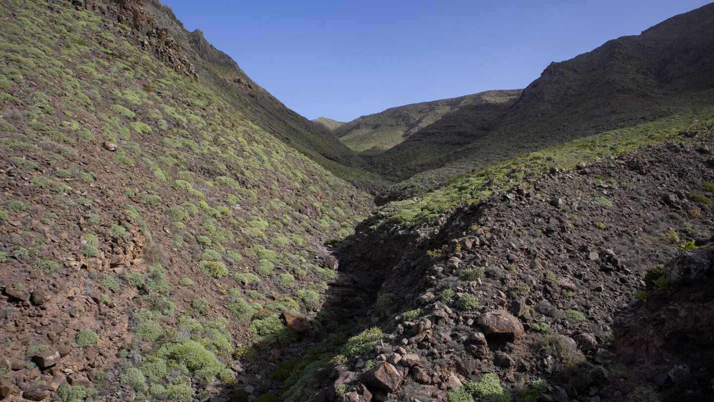 grüne Wolfsmilchgewächse wachsen an den Hängen der Poceta-Schlucht im Famara-Gebirge Wolfsmilchgewächse an den Hängen der Poceta-Schlucht im Famara-Gebirge