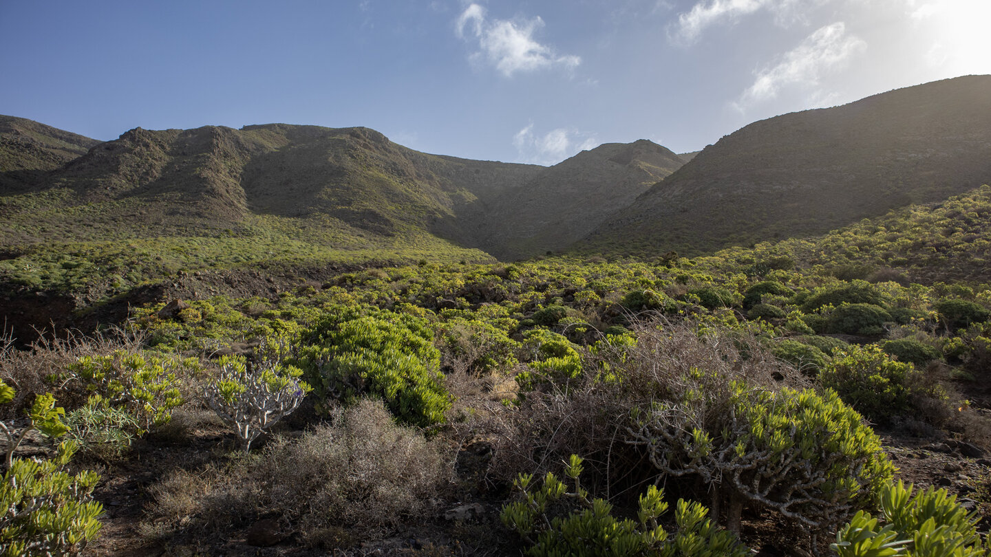 der Wanderweg durch die Poceta-Schlucht auf Lanzarote ist von Wolfsmilchgewächsen gesäumt Wanderweg durch die Poceta-Schlucht zwischen Wolfsmilchgewächsen