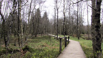 der Lehrpfad am Roten Moor