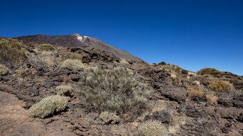 Ausblick auf den Teide vom Wanderweg Los Regatones Negros