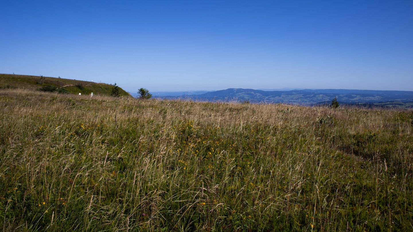 Wiesenlandschaft kombiniert mit Schwarzwaldpanorama auf dem Feldberg