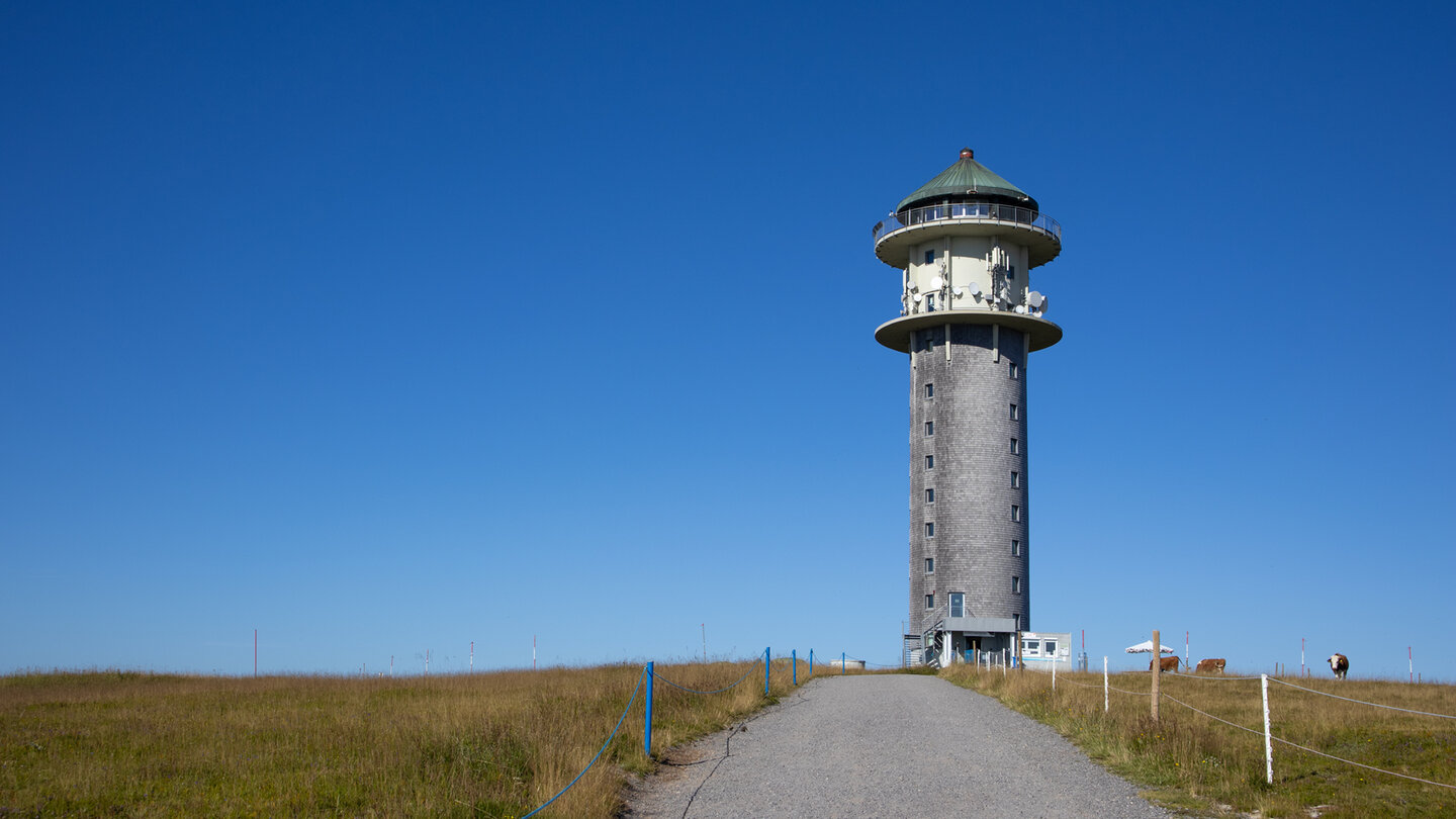 eine breite Piste führt zwischen den Kuhweiden zum Feldbergturm