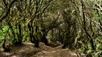 die Baumheide formt einen Hohlweg über dem Wanderweg Sendero de la Llanía