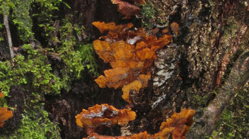 faszinierende Baumpilze und Moose im Lorbeerwald