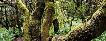 bemooste Rinde der uralten Lorbeerbäume am Camino de la Llanía