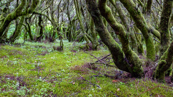 verschlungen gewachsene Baumheide auf mit Moos überzogenem Waldboden