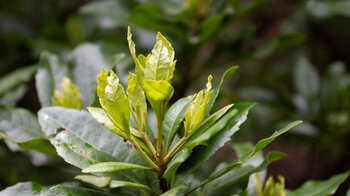 frische Blattsprösslinge des Gagelbaums