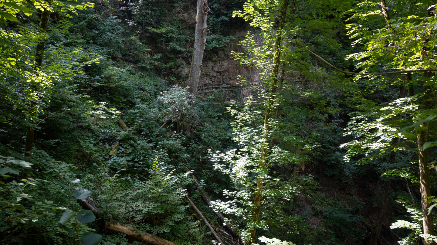 Steile Hänge und Kalkfelsen im Sackpfeiferdobel