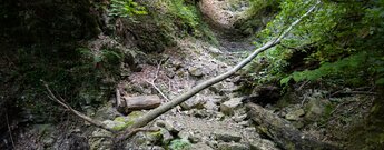 wilder Pfad durch den Sackpfeiferdobel