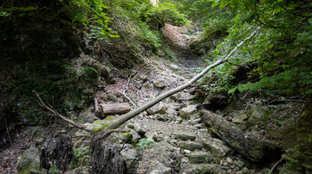 wilder Pfad durch den Sackpfeiferdobel