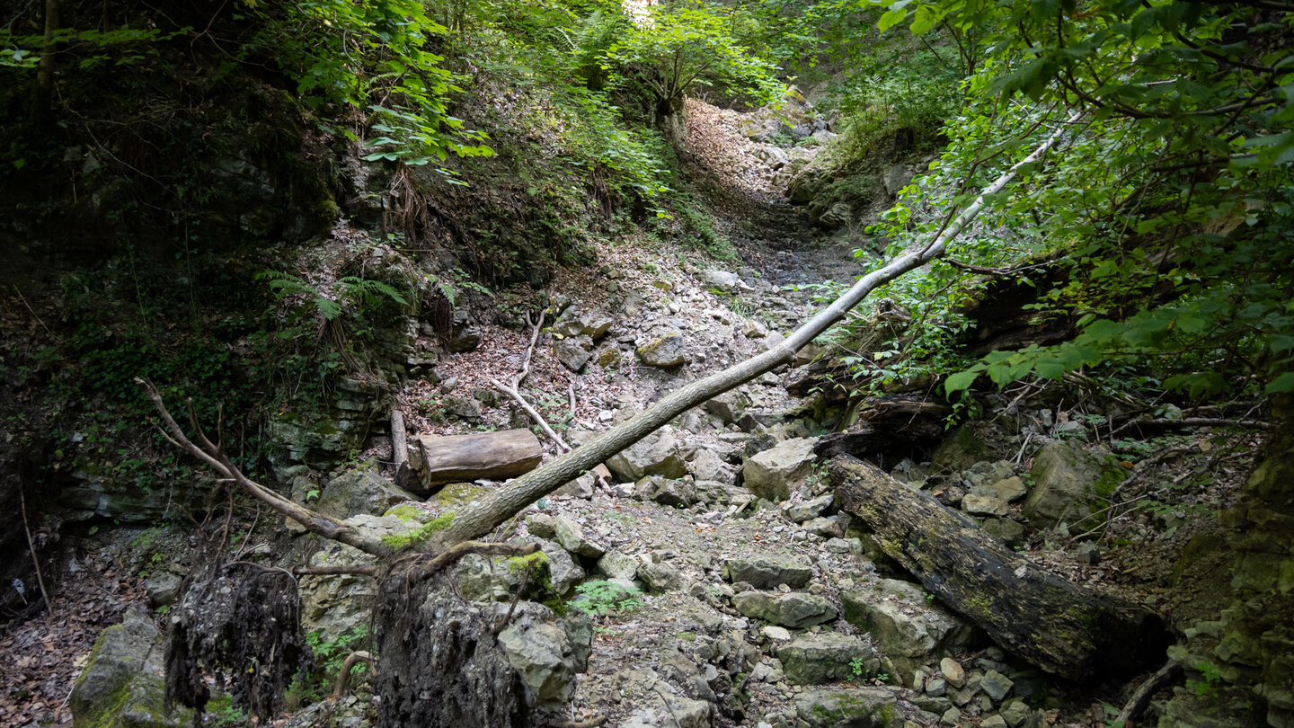 wilder Pfad durch den Sackpfeiferdobel