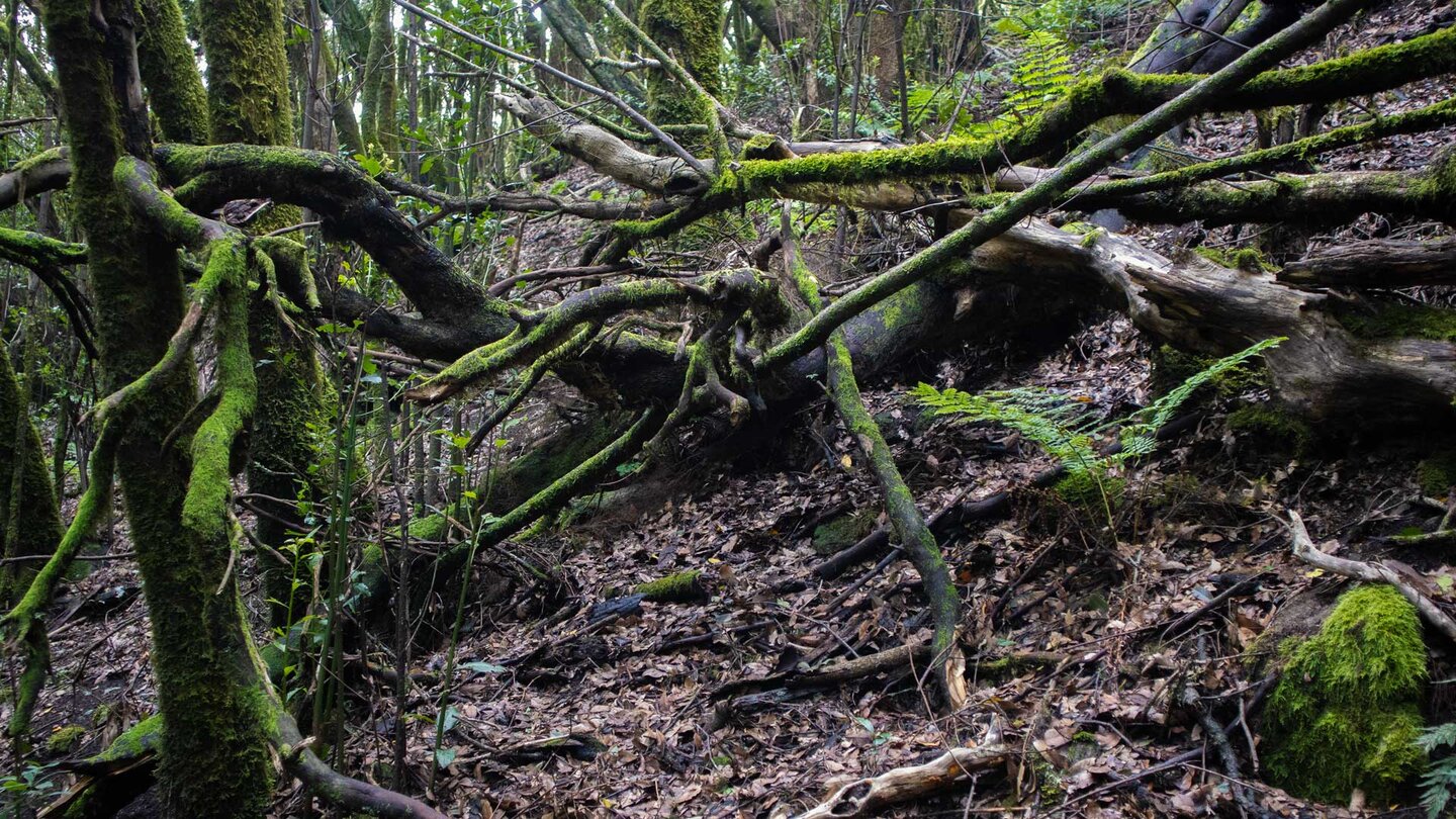 abgestorbene Bäume im Lorbeerwald