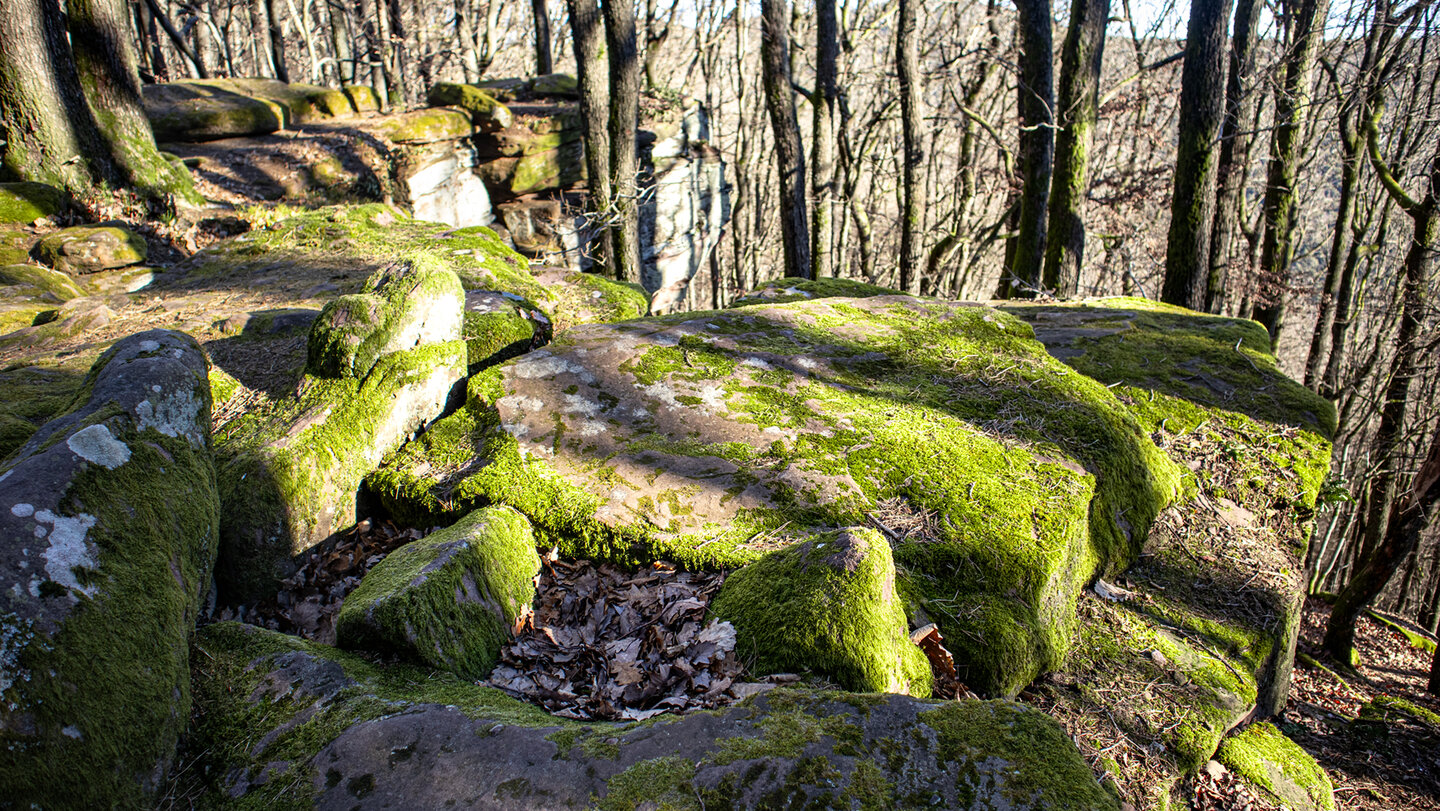 Felsen entlang der Rundwanderung zur Kalmit
