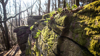 Moose uns Farne besiedeln das Felsenmeer bei der Kalmit