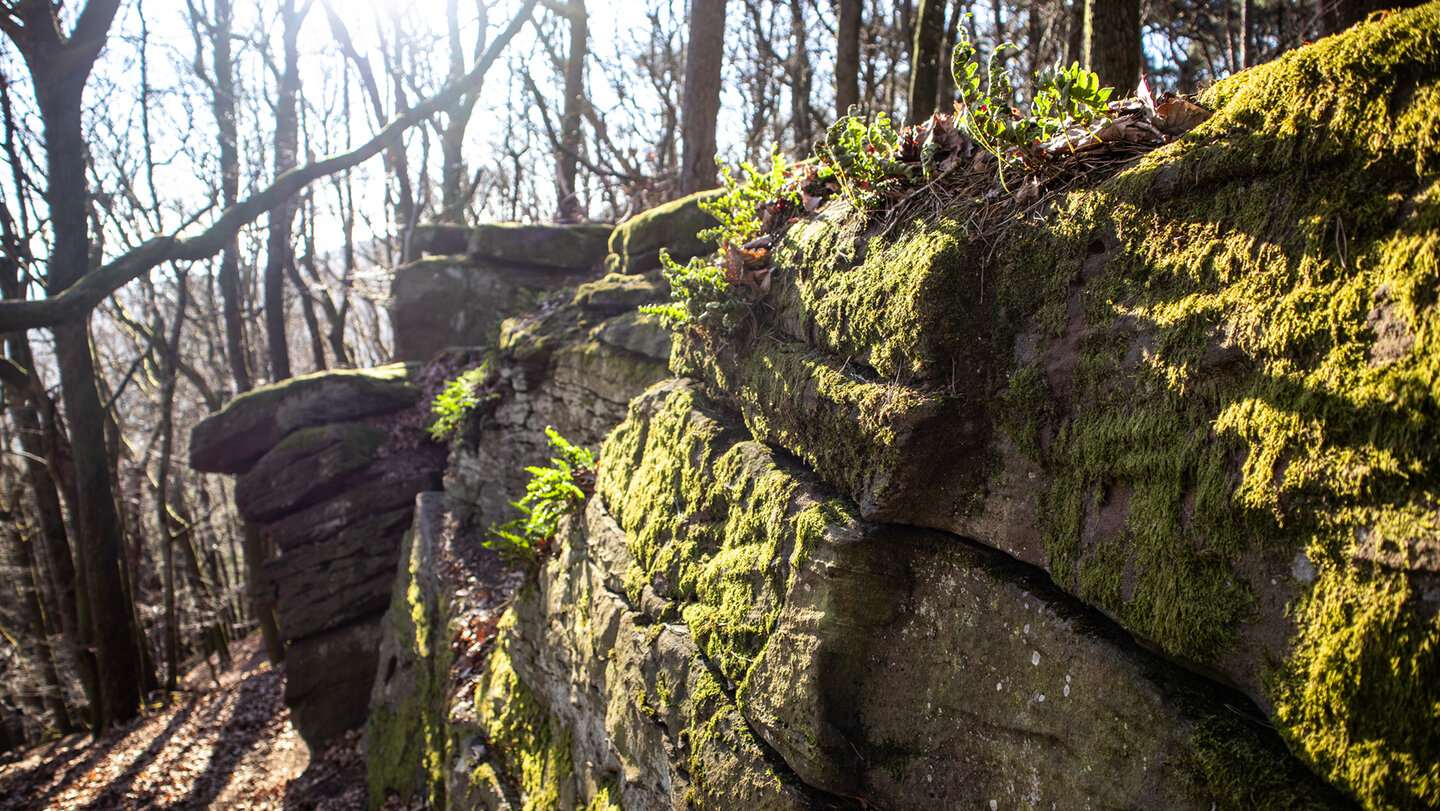Moose uns Farne besiedeln das Felsenmeer bei der Kalmit