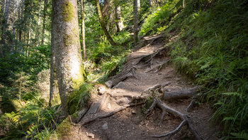 Wurzelpfad führt durch die Rötenbachschlucht