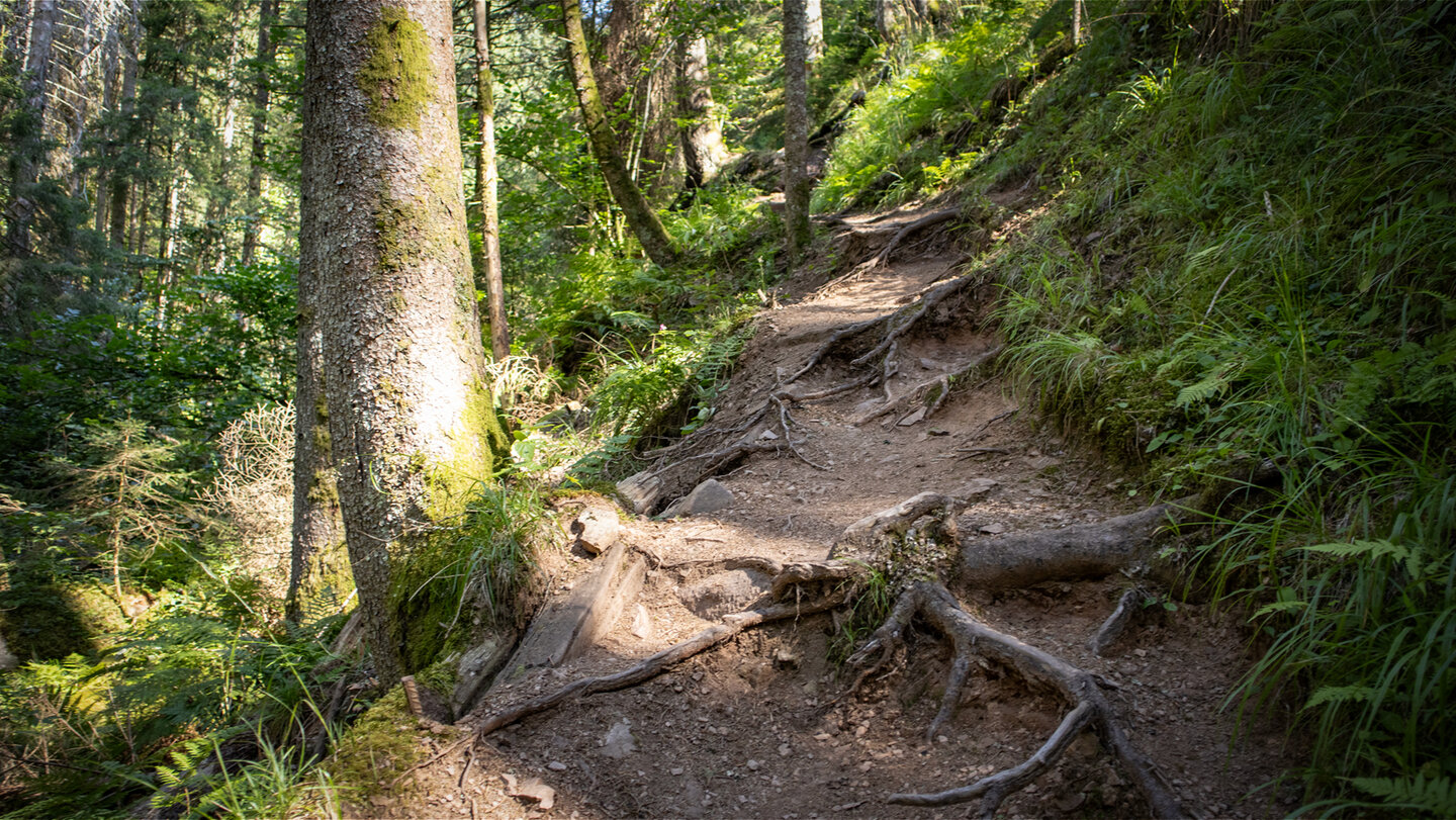 Wurzelpfad führt durch die Rötenbachschlucht
