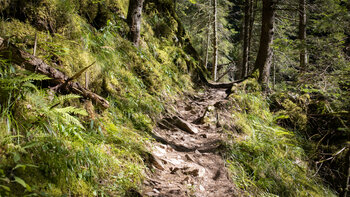 Rötenbachschlucht im Schwarzwald