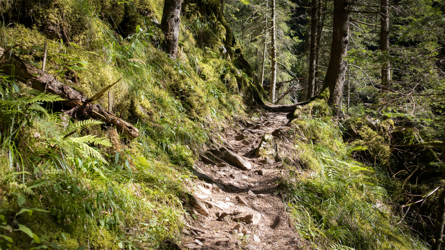 Rötenbachschlucht im Schwarzwald