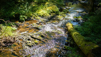 Bachlauf des Rötenbachs