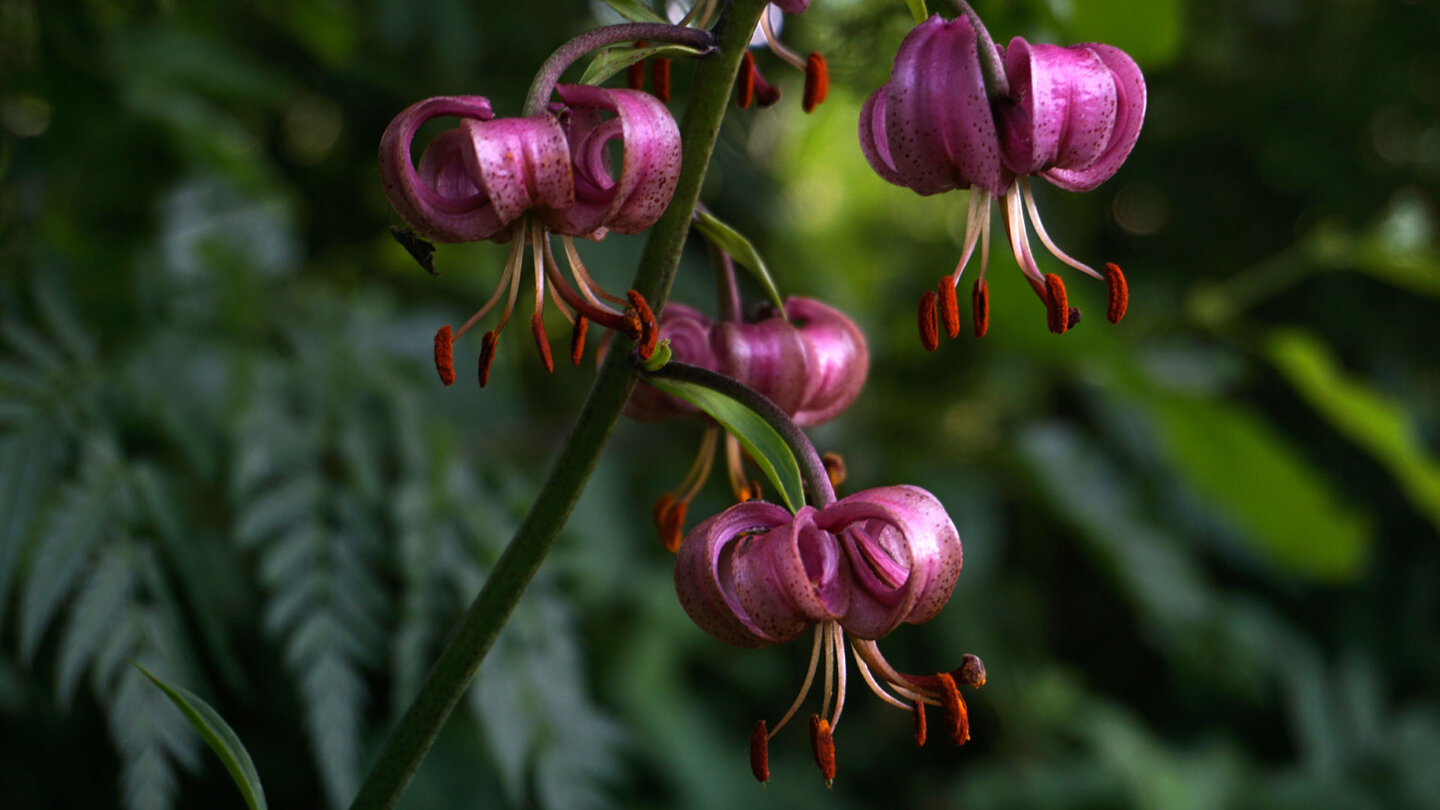 Türkenbund zählt zur artenreichen Flora des Vogelsbergs Türkenbund am Vogelsbergs