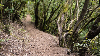 der Wanderweg verläuft durch dichten Lorbeerwald zur Kapelle