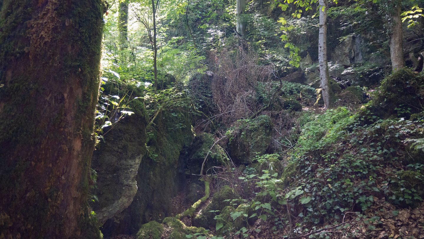 nahe Kandern befindet sich die teils urwaldartige Wolfsschlucht
