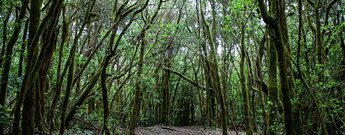 Wanderweg durch Lorbeerbäume in Richtung El Cedro auf La Gomera