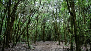 Wanderweg durch Lorbeerbäume in Richtung El Cedro auf La Gomera