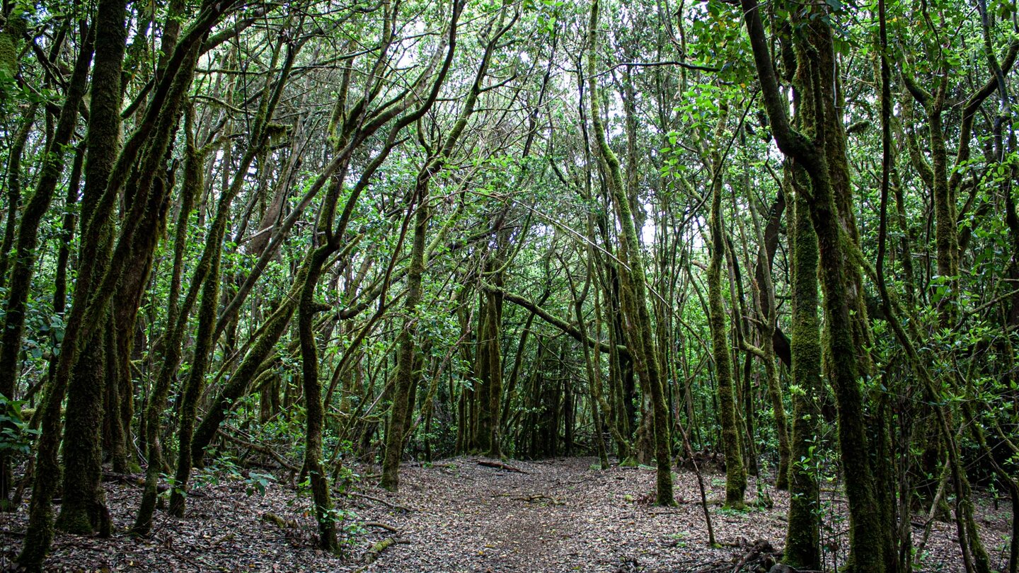 Wanderweg durch Lorbeerbäume in Richtung El Cedro auf La Gomera