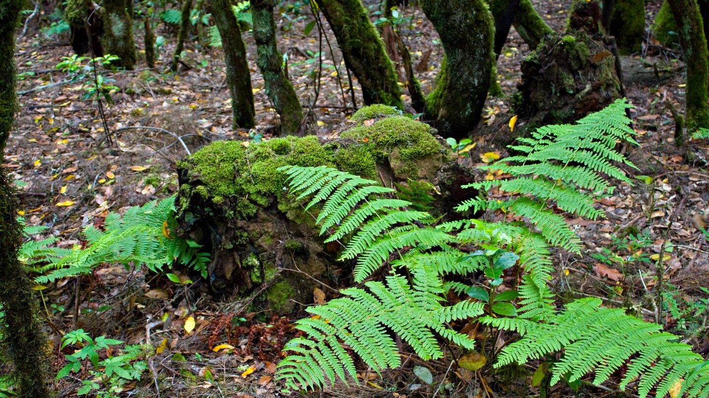 Farn wächst entlang des Wanderwegs zum El Cedro
