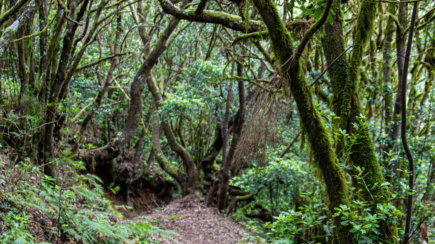 Flechten an den Bäumen auf La Gomera
