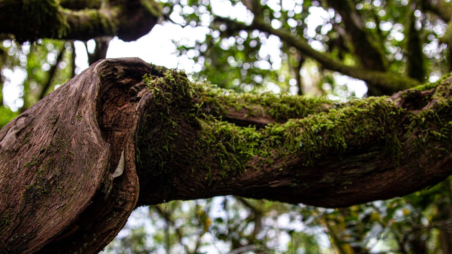 entlang des Wanderwegs nach El Cedro