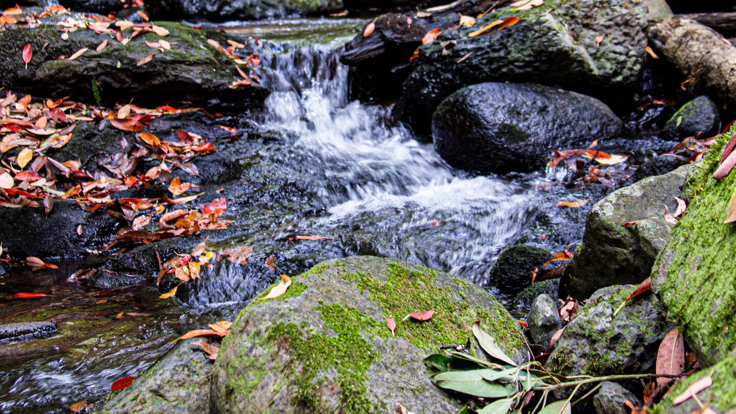 der Bach wird mehrmals gequert auf der Wanderung zur Ortschaft El Cedro auf Gomera