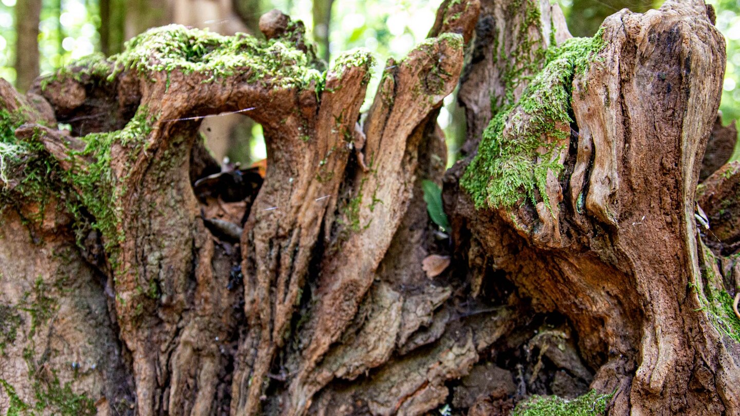 interessante Formen des Zerfalls in Baumstümpfen - Wanderweg Ruta 9 El Cedro auf Gomera