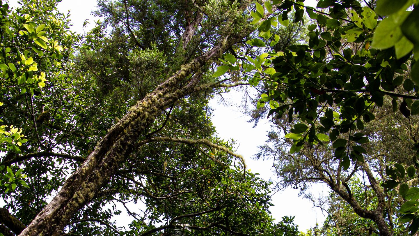 das Blätterdach des immer grünen Urwalds La Gomeras