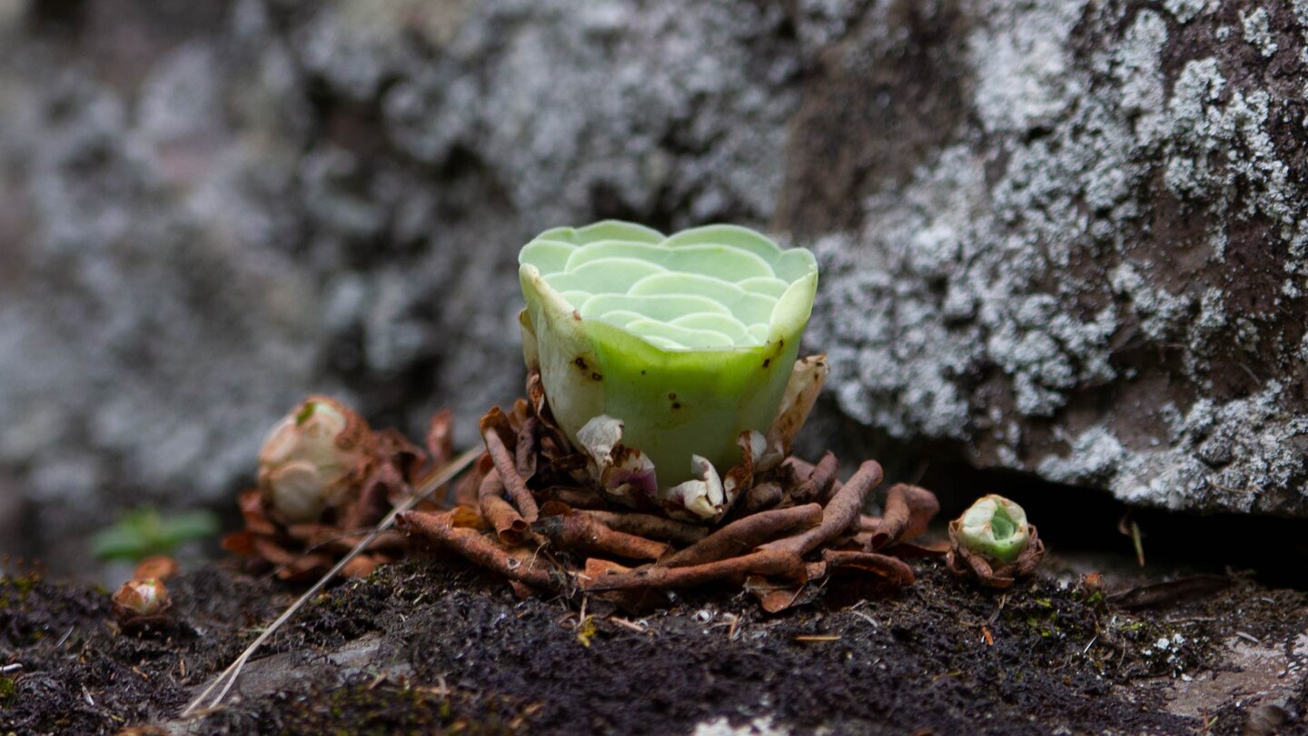 interessante Vegetation am Wegesrand im grünen Urwald - La Gomera