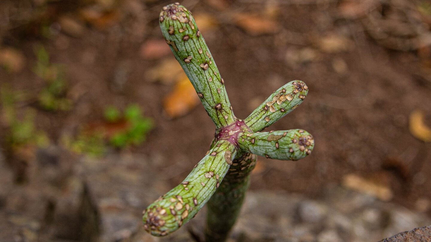 einzigartige Pflanzenwelt am Rande des Wanderwegs Ruta 37 nach Hermigua -La Gomera