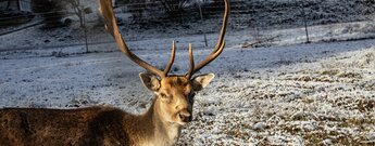 Damhirsch am Gebirger Höfe Weg
