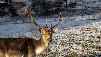 Damhirsch am Gebirger Höfe Weg