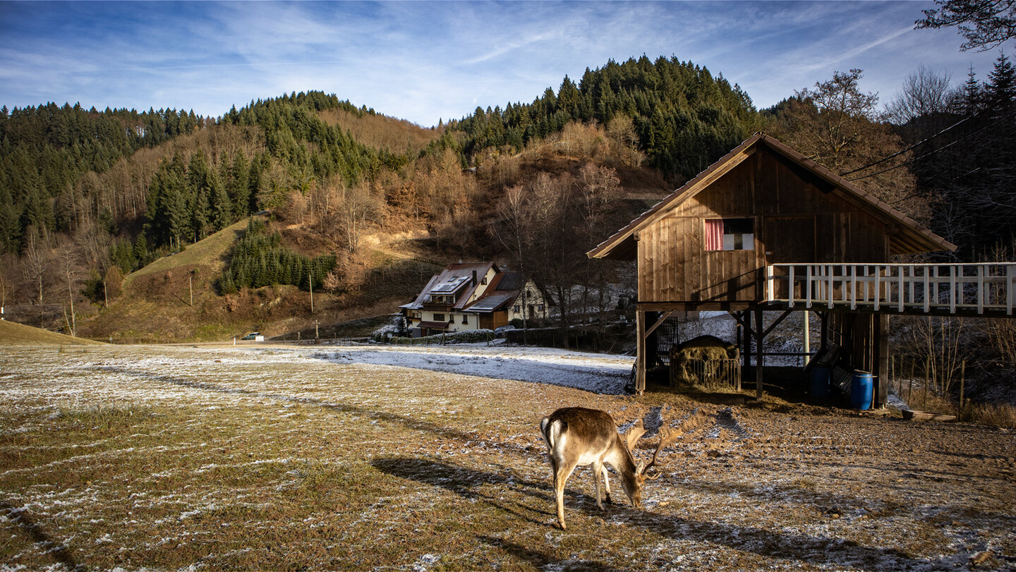 Blick über das Wildgehege zum Gasthaus Hohberg