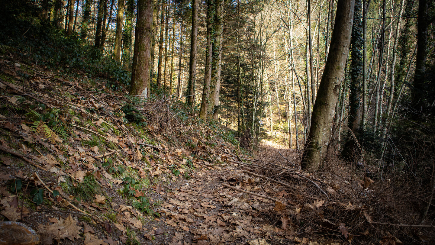 Wanderpfad Richtung Oberspring