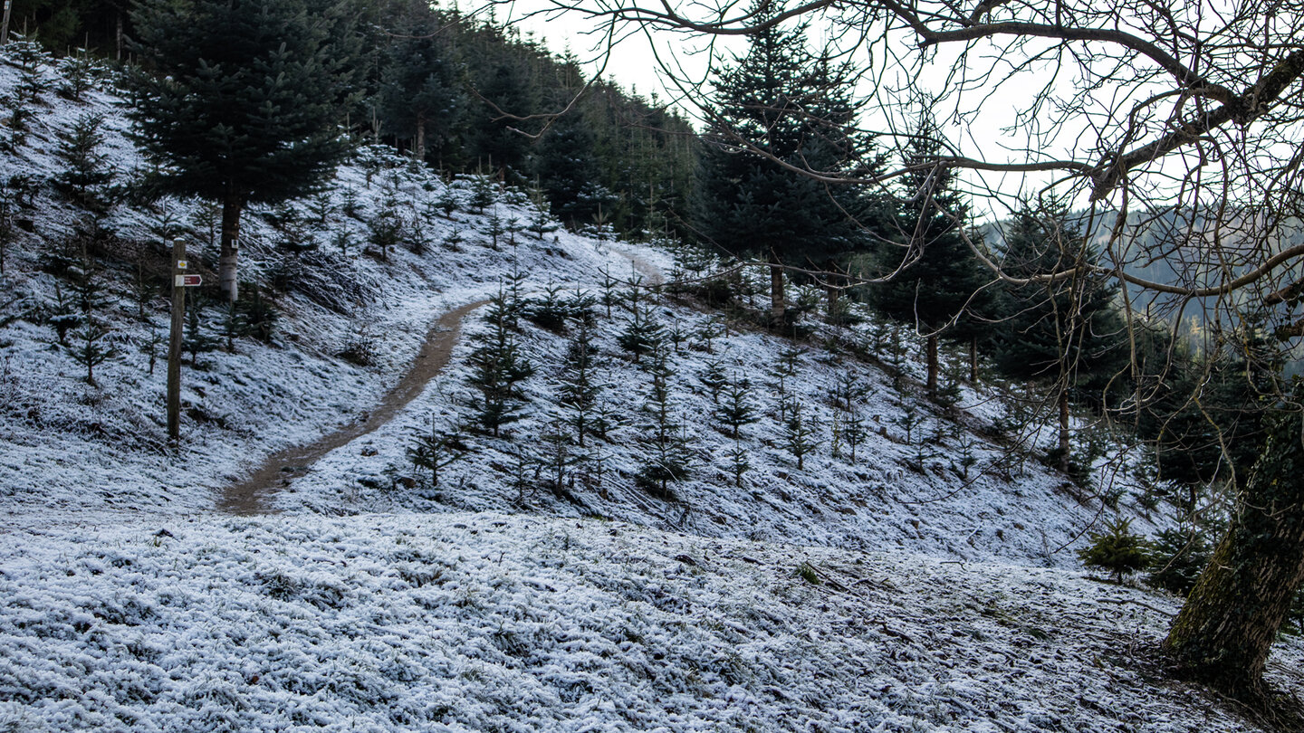 Christbaumpflanzungen am Gebirger Höfe Weg