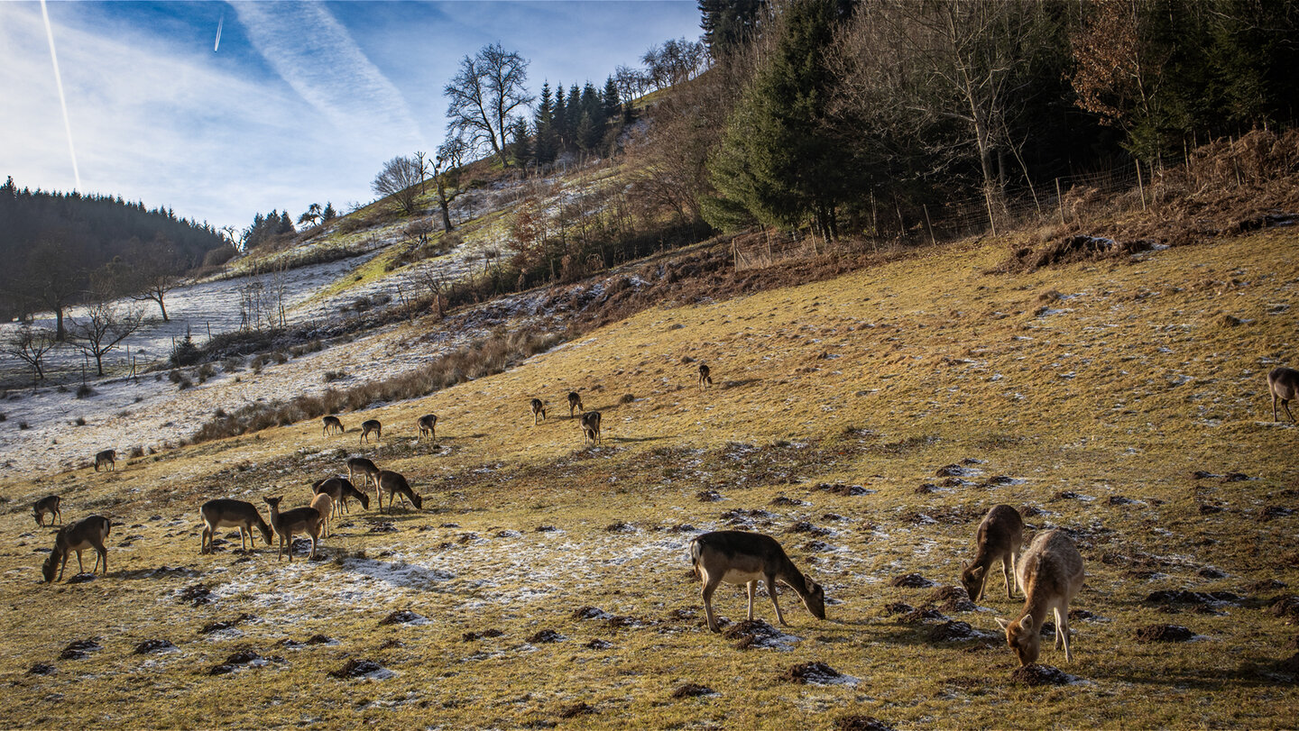 Damwild am Gebirger Höfe Weg