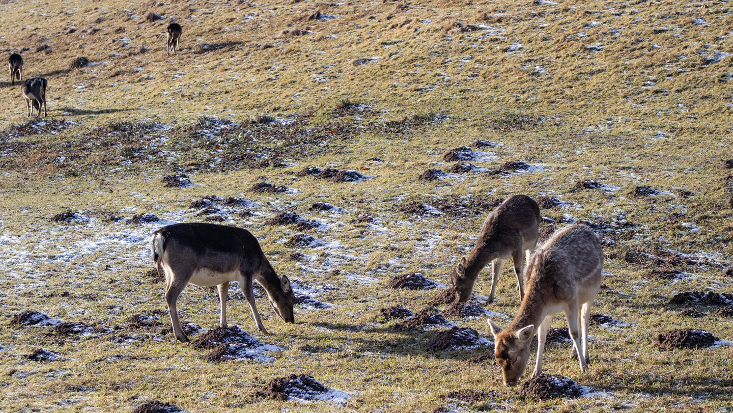 Wildgehege am Serrerhof