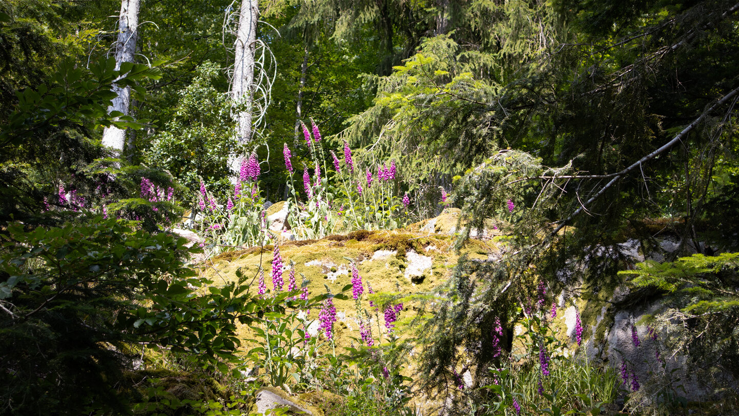 Vegetation am Wegesrand
