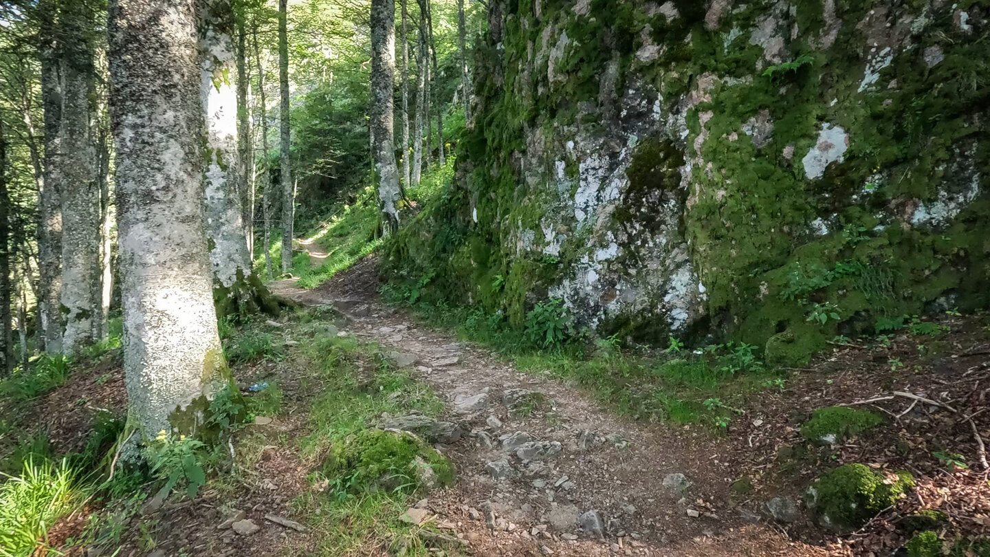 Felsenweg durch den Wald am Belchen