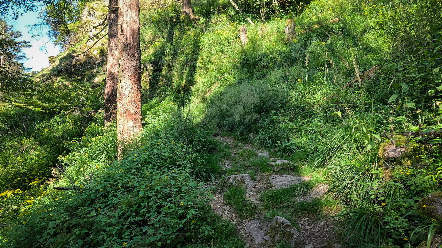 entlang des Westweges durch den Schwarzwald