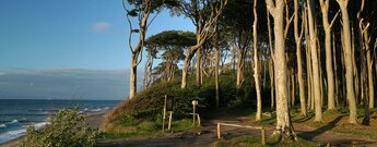 Gespensterwald beim Ostseebad Nienhagen