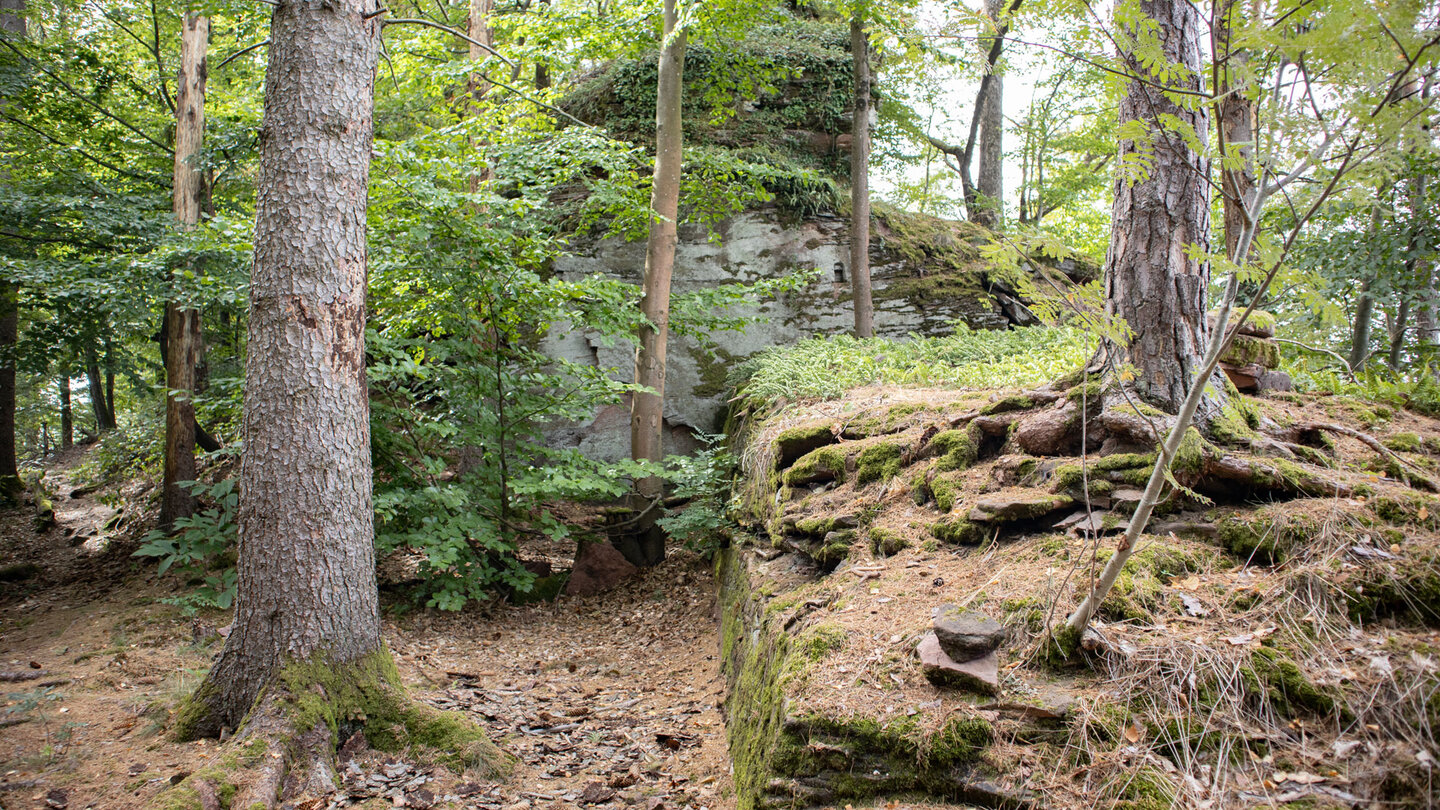 bewachsene Überreste der Ruine Mittel-Windstein Überreste der Ruine Mittel-Windstein